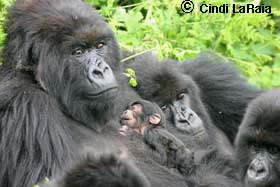A gorilla family in Rwanda Safari