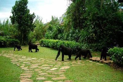 Bwindi Lodge - Bwindi Impenetrable Forest - Uganda Safari Lodge