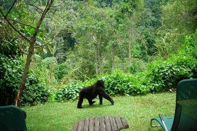 Bwindi Lodge - Bwindi Impenetrable Forest - Uganda Safari Lodge