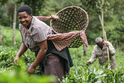 Bwindi Lodge - Bwindi Impenetrable Forest - Uganda Safari Lodge