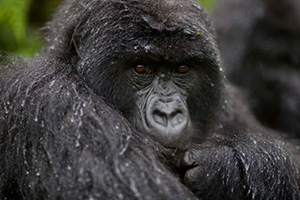 Gorilla in Bwindi, Uganda