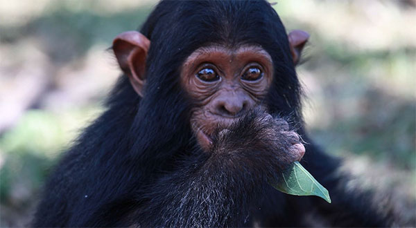 chimpanzee in Kibale National Park