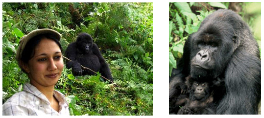 Gorilla Tracking, Bwindi Impenetrable Forest - Classical Uganda Tour