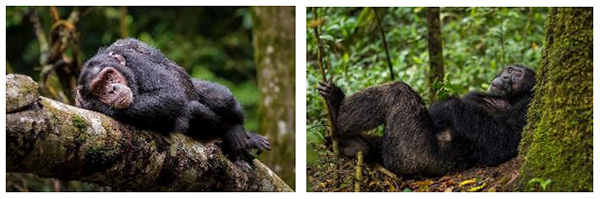 Chimpanzee tracking, Kibale Forest National Park - Classical Uganda Tour