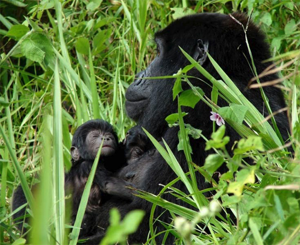 Gorillas in Bwindi, Uganda