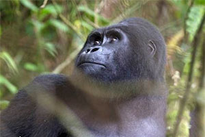 Gorilla in Bwindi, Uganda