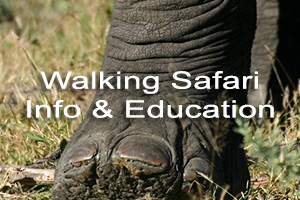 Walking Safari Info and Education