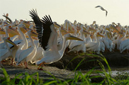 Djoudj National Park