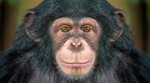 chimpanzee in Bossou