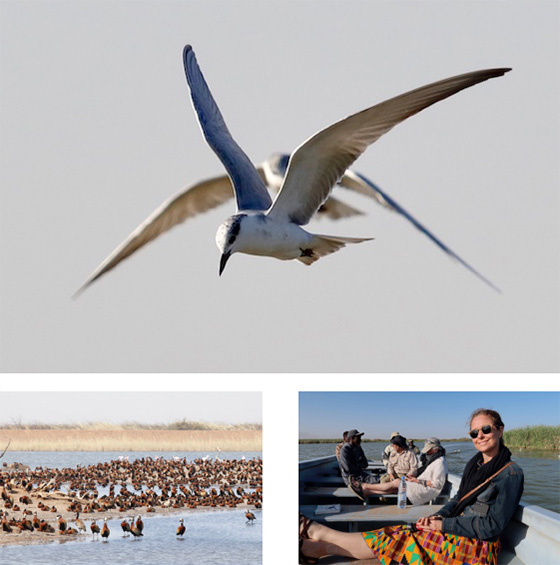 colony of pelicans in Senegal