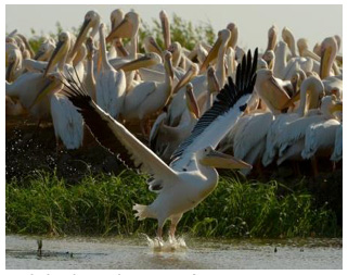 Djoudj National Bird Sanctuary