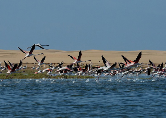 Sailing and birding, Banc d’ Arguin