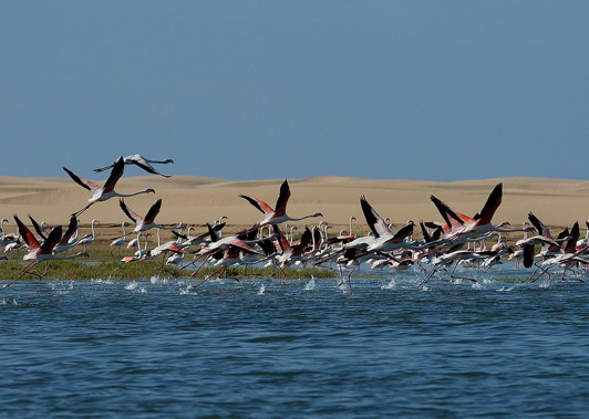 Sailing and birding, Banc d’ Arguin