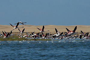 The Best of Mauritania, 10 Days/9 Nights