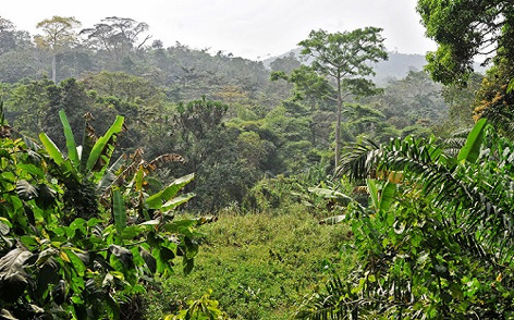 Rainforest in Togo