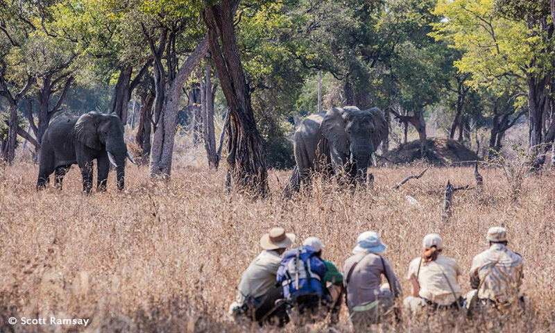 Chikoko Trails - walking safari in the South Luangwa National Park