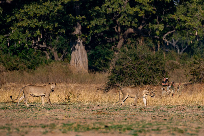 Chikoko Trails - walking with lions in the South Luangwa National Park