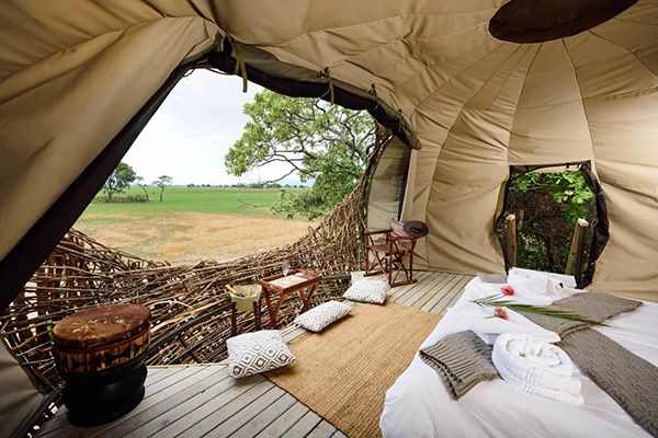 Birds nest - Chisa Busanga Camp, Busanga Plains, Zambia