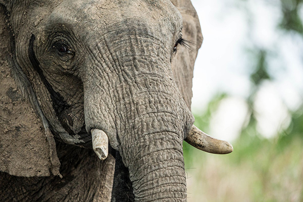 Elephant at Ila Safari Lodge