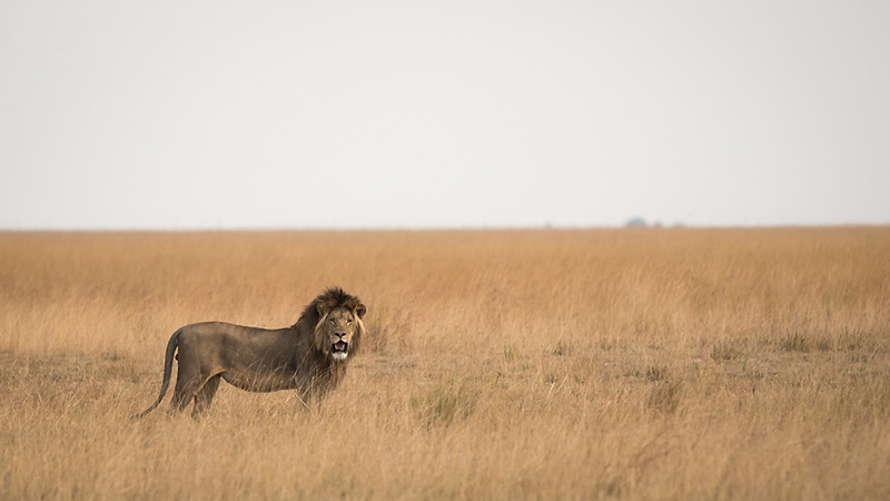 Liuwa Plain Mobile Camp - Liuwa Plains, Zambia