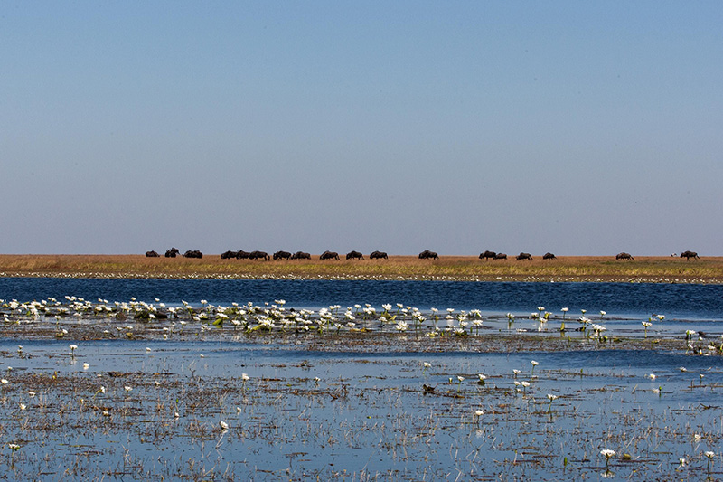 Liuwa Plain Mobile Camp - Liuwa Plains, Zambia