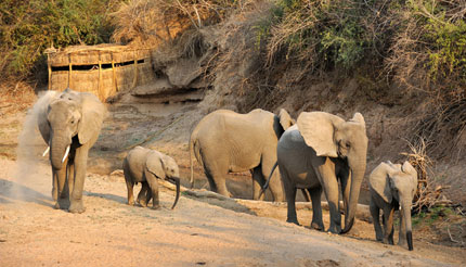 Mwamba Bush Camp - South Luangwa National Park - Zambia Safari Camp