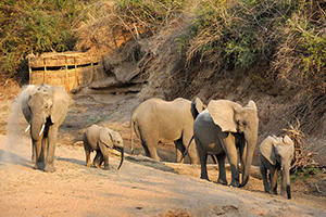 A Photographers Journey, 10 Nights in Zambia