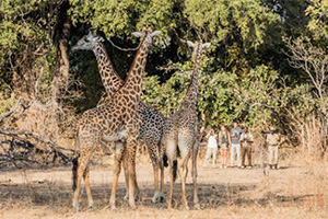 Remote Zambia - 11 Nights with Remote Africa Safaris