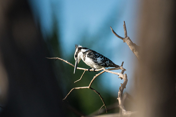 Bird watching - Sindabezi Island, Victoria Falls
