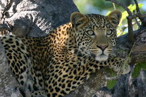 Leopard on a tree