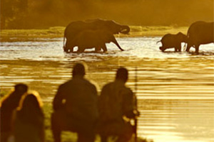 Walking safari in Zambia